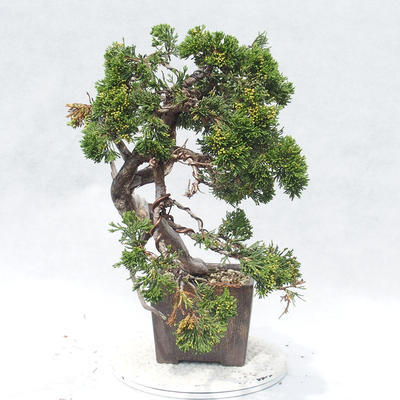 Vonkajšie bonsai - Juniperus sabina -Jalovec chvojka - 3