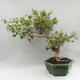 Izbová bonsai - Austrálska čerešňa - Eugenia uniflora - 3/5