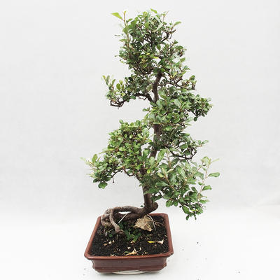 Izbová bonsai -Eleagnus - hlošina - 3
