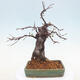 Vonkajšie bonsai - Pseudocydonia sinensis - Dula čínska - 3/7