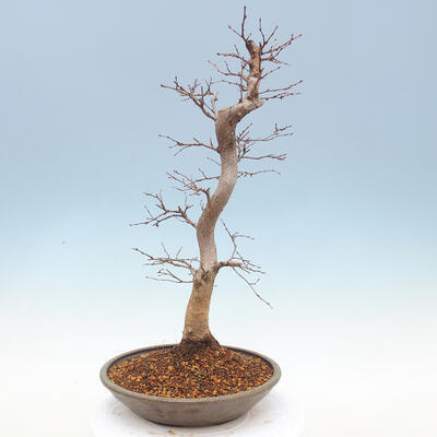 Vonkajší bonsai -Carpinus CARPINOIDES - Hrab kórejský - 3