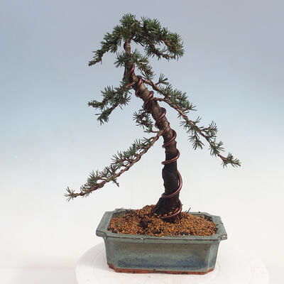 Vonkajšie bonsai - Cedrus Bozkavanie brevifolia - Céder zelený - 3