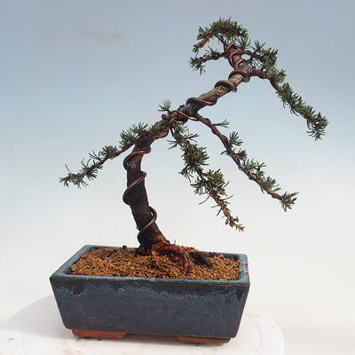 Vonkajšie bonsai - Cedrus Bozkavanie brevifolia - Céder zelený - 3