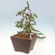 Vonkajší bonsai - Pinus mugo - Borovica kľač - 3/5