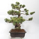 Vonkajšie bonsai - Pinus parviflora - borovica drobnokvetá - 3/5