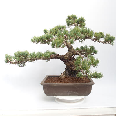 Vonkajšie bonsai - Pinus parviflora - borovica drobnokvetá - 3