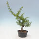 Vonkajší bonsai -Larix decidua - Smrekovec opadavý - 3/4
