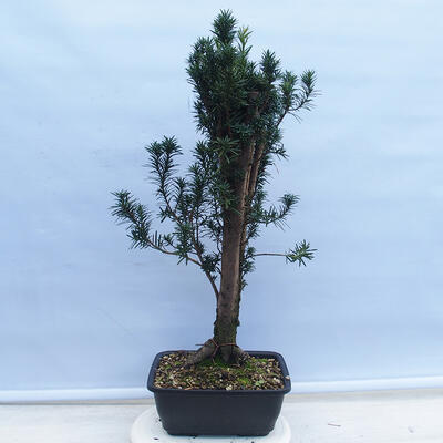 Vonkajší bonsai - Taxus cuspidata - Tis japonský - 3