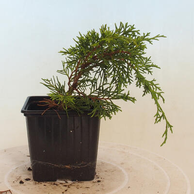 Vonkajšie bonsai - Juniperus chinensis Itoigawa-Jalovec čínsky - 3