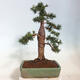 Vonkajší bonsai - Taxus cuspidata - Tis japonský - 3/6
