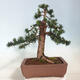 Vonkajší bonsai - Taxus cuspidata - Tis japonský - 3/6