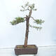 Vonkajší bonsai -Larix decidua - Smrekovec opadavý - 3/4