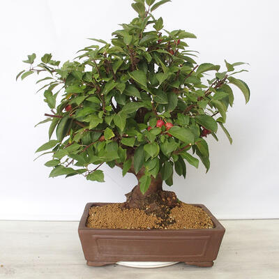 Vonkajší bonsai -Malus halliana - Maloplodé jabloň - 3