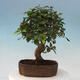 Vonkajší bonsai -Carpinus Coreana - Hrab kórejský - 3/4