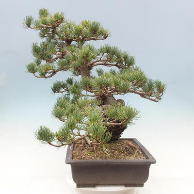 Vonkajší bonsai - Pinus parviflora - borovica drobnokvetá - 3