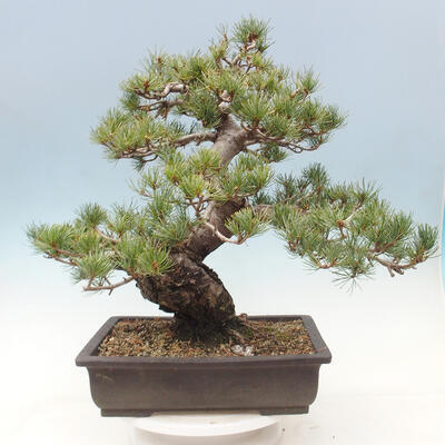 Vonkajší bonsai - Pinus parviflora - borovica drobnokvetá - 3