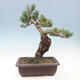 Vonkajší bonsai - Pinus parviflora - borovica drobnokvetá - 3/4
