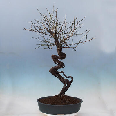 Vonkajší bonsai -Japonská marhuľa - Prunus mume - 3
