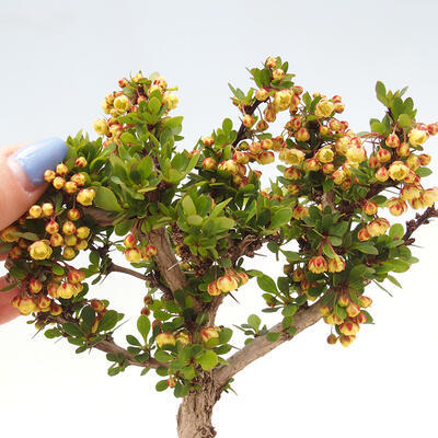 Vonkajší bonsai - Berberis thunbergii Kobold - Drištál Thunbergov - 3