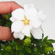 Izbová bonsai - Gardenia jasminoides-Gardenie - 3/3