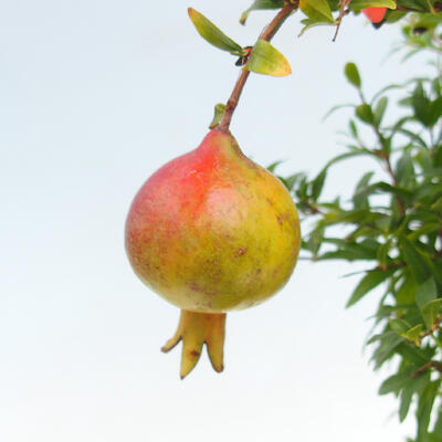 Izbová bonsai-Punic granatum nana-Granátové jablko - 3