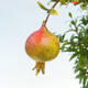 Izbová bonsai-Punic granatum nana-Granátové jablko - 2/5
