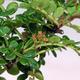 Izbová bonsai - Zantoxylum piperitum - piepor - 3/4