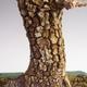 Vonkajšie bonsai -Javor korkový VB40426 - 3/3