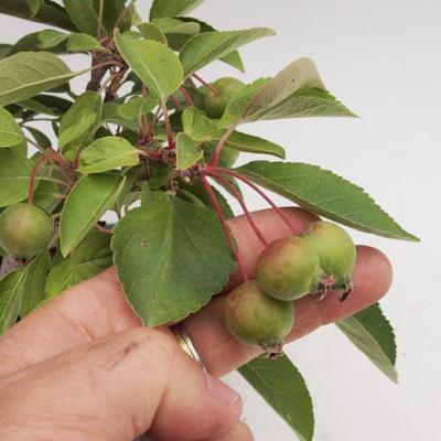 Vonkajšie bonsai -Maloplodá jabloň VB50100 - 3