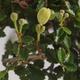 Izbová bonsai - Ulmus parvifolia - Malolistý brest - 2/3