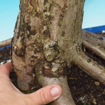 Vonkajšie bonsai - hloh VB30215 - 3