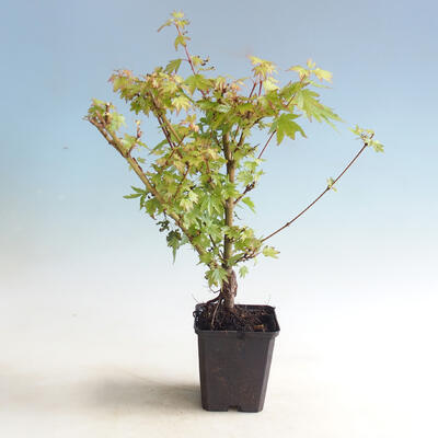Vonkajšia bonsai-Acer palmatum Koto Maru - 3