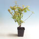 Vonkajšia bonsai-Acer palmatum Koto Maru - 3/4