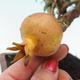 Izbová bonsai-Punic granatum nana-Granátové jablko - 3/4