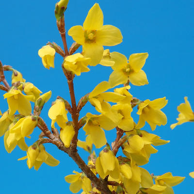 Vonkajšie bonsai - Zlatice - Forsythia intermedia Week End - 3