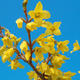 Vonkajšie bonsai - Zlatice - Forsythia intermedia Week End - 3/3