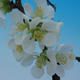 Vonkajšie bonsai - Chaenomeles sup. jet trail - Dulovec biely VB2020-153 - 3/4