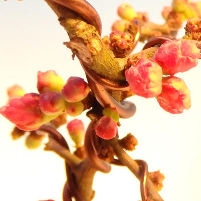 Vonkajšie bonsai - Chaneomeles s. Red Joy - Dulovec - 3