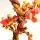Vonkajšie bonsai - Chaneomeles s. Red Joy - Dulovec - 3/4