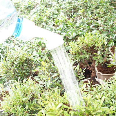 Plastové bonsai kropítko na fľašu 2ks, biela - 3