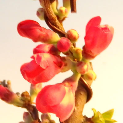 Vonkajšie bonsai - Chaneomeles japonica - Dulovec japonský červený - 3