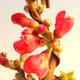 Vonkajšie bonsai - Chaneomeles japonica - Dulovec japonský - 3/4