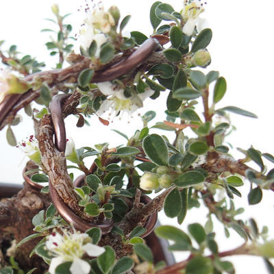 Vonkajšia bonsai-Cotoneaster horizontalis-Skalník - 3