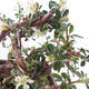 Vonkajšia bonsai-Cotoneaster horizontalis-Skalník - 3/3