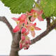 Vonkajší bonsai - Meruzalka krvavá - Ribes sanguneum - 3/4