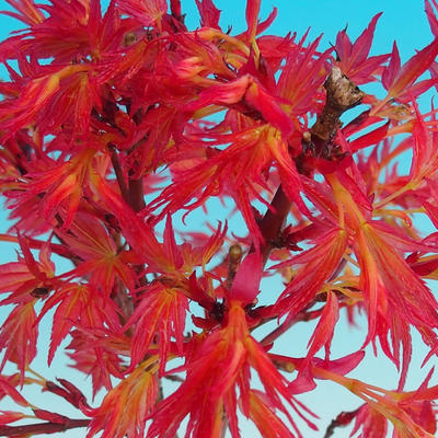 Vonkajšie bonsai - Acer palmatum Beni Tsucasa - Javor dlaňolistý - 3