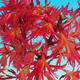 Vonkajšie bonsai - Acer palmatum Beni Tsucasa - Javor dlaňolistý 408-VB2019-26734 - 3/4