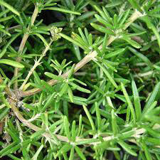 Izbová bonsai - Rozmarín lekársky-Rosmarinus officinalis - 3