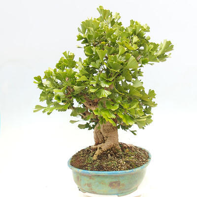 Vonkajší bonsai - Jinan dvojlaločný - Ginkgo biloba - 4