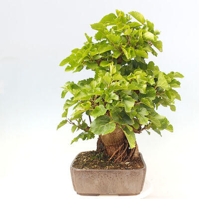 Vonkajšie bonsai -Morus albumy - moruše - 4
